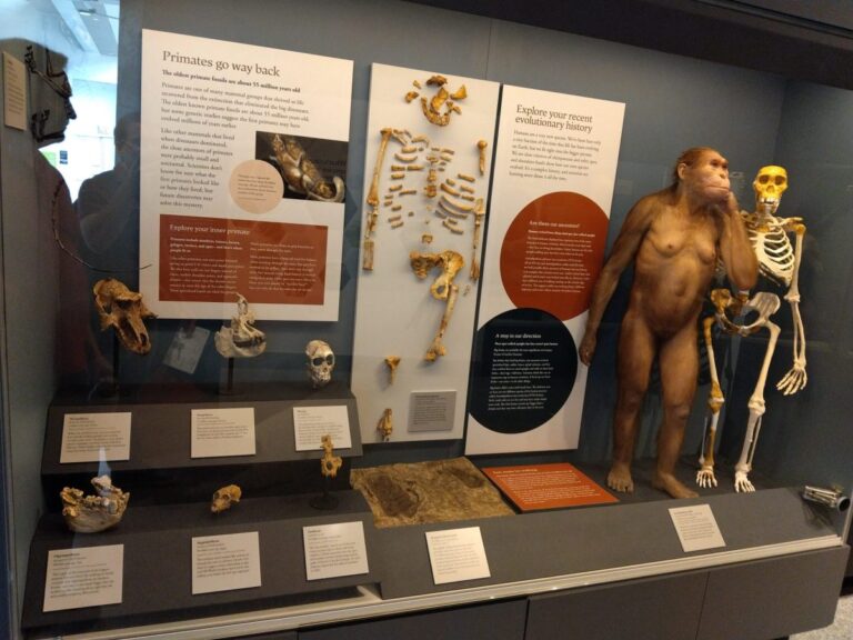 Were You Created or Evolved? Unpacking “Lucy” and Human Origins